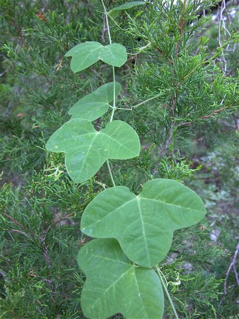  The distinctive leafed yet hard to spot vines of&nbsp; Purple Leatherflower &nbsp;( Clematis pitcheri ). 