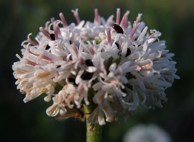  Sweet-smelling,&nbsp; Grassleaf Barbara's Buttons &nbsp;( Marshallia graminifolia ) were plentiful in May. 