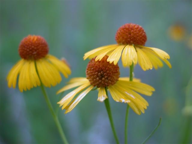   Yellow Basin Sneezeweed &nbsp;( Helenium amarum var. amarum ) is a cheerful addition to the Spring-Summer palette. 