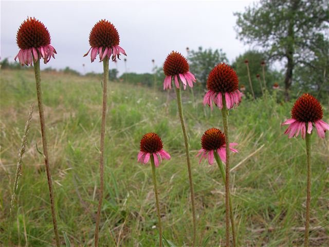  A picture-perfect patch of&nbsp; Purple Coneflower &nbsp;( Echinacea angustifolia .) 