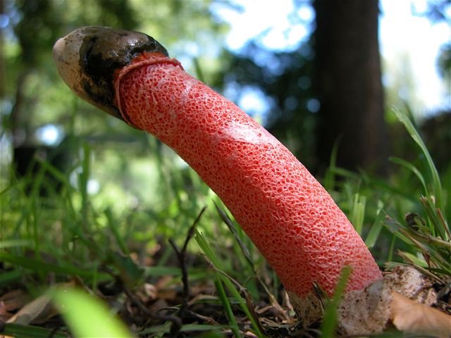  Muggy conditions beget some bizarre mushrooms in the dark shadows of the prairie. Say hello to,&nbsp; Mutinus caninus , aka:&nbsp; Dog Stinkhorn . No kidding. 
