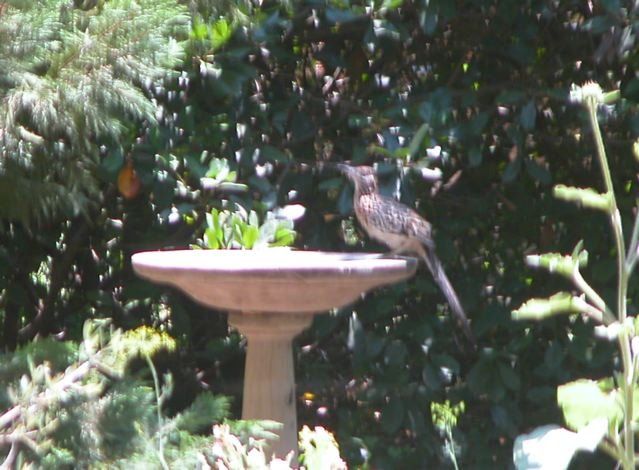  It must be hot for a Roadrunner to drink out of a birdbath. Be sure to feed and water the birds. 