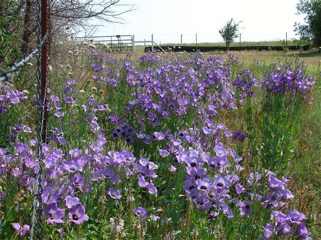 Texas Bluebells brighten up the Summer landscape on a ranch in far SW Fort Worth. 