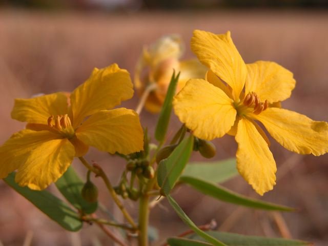  Two-leaf Senna is a welcome sight on the drought-stricken prairie. 