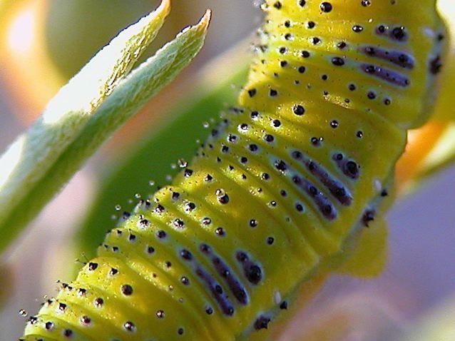  Note the tiny water droplets on the tiny hairs of the Cloudless Sulphur catterpillar. 