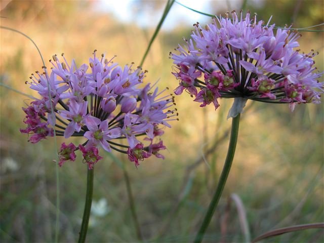  Golf-ball size heads of  Wild Onion  (or is it Garlic???) are a cheerful sight in October. 