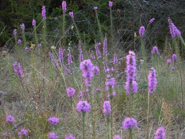  A few Gayfeather plants bloomed after October rains adding some much-needed color to Tandy Hills. 