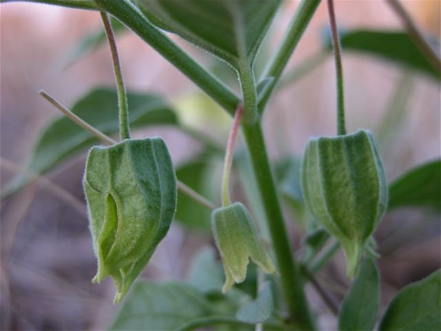  Lantern-like fruit of,   Physalis cinerascens  , are reminiscent of Tomatillo's. 