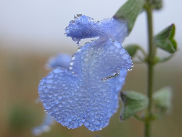   Giant Blue Sage  flower petals look striking in any kind of weather. 