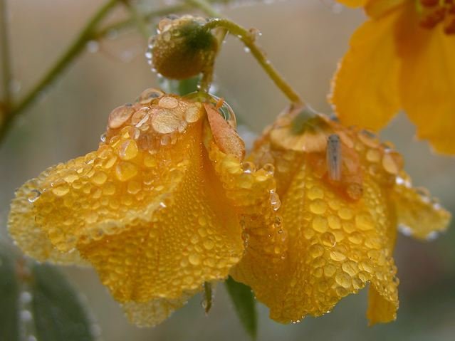  Note the tiny Cicada on the fog-drenched  Two-leaf Senna  flower. 
