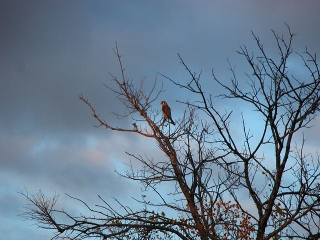  A lone American Kestrel is a new addition to the Tandy Hills fauna. 