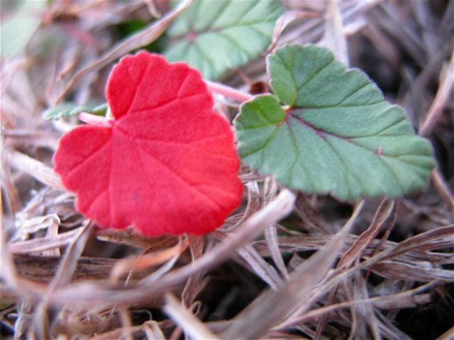  Red-hot leaves of&nbsp; Storksbill &nbsp;are, oddly, usually one per plant. 