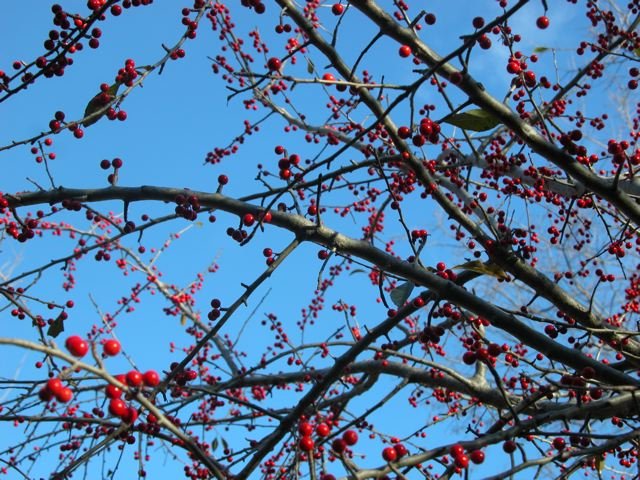  Mockingbird candy: Cherry-red&nbsp; Possumhaw Tree &nbsp;berries. 