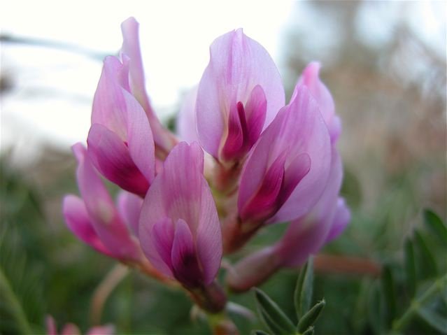   Ground Plum Milk Vetch &nbsp;brought some much needed color to Tandy Hills on 1/20/12 