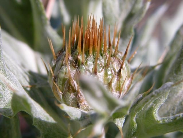   Wavyleaf Thistle &nbsp;flower sits regally inside its silver leaf throne. 