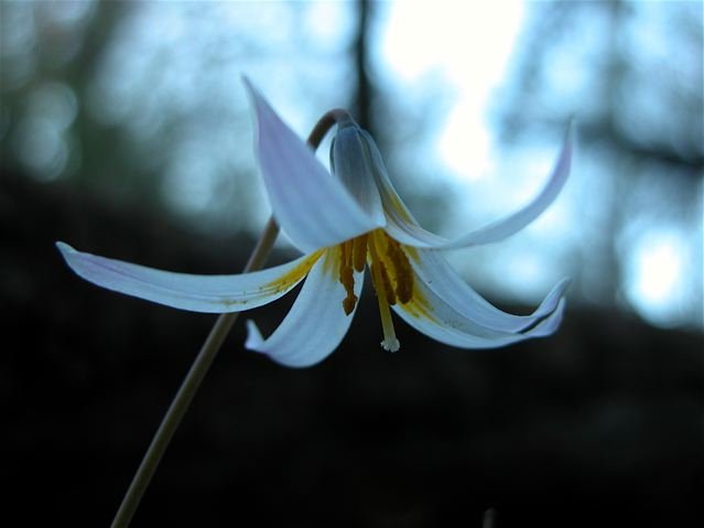  There is breathtaking music inside Trout Lily trumpets. 