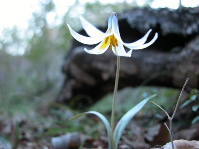  The 2012 class of&nbsp; Trout Lilies &nbsp;have landed at Tandy Hills. 