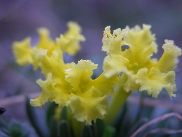  Fringed Puccoon trumpets an early Spring. 