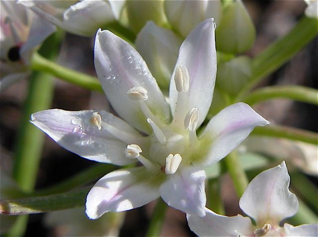  Wild Onion flowers, up close, remind me of orchids. 