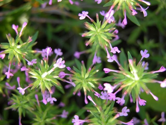  Twinkling flowers of&nbsp; Slender False Pennyroyal &nbsp;( Hedeoma acinoides ) with their lemon-scented leaves are heavenly. 