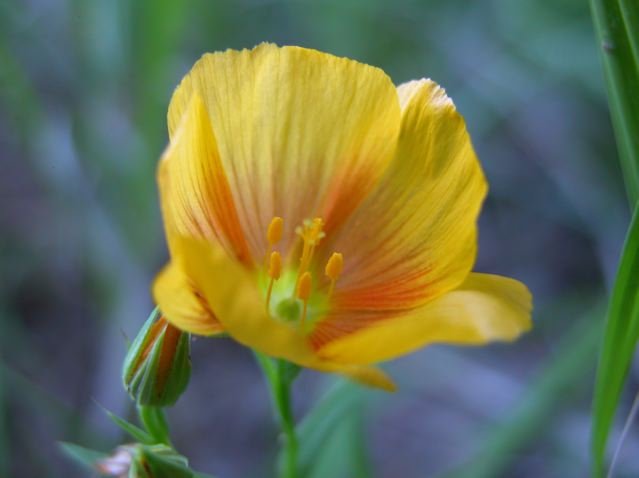   Yellow Flax &nbsp;( Linum rigidum ) glow like tiny stained glass windows on the Tandy Hills. 