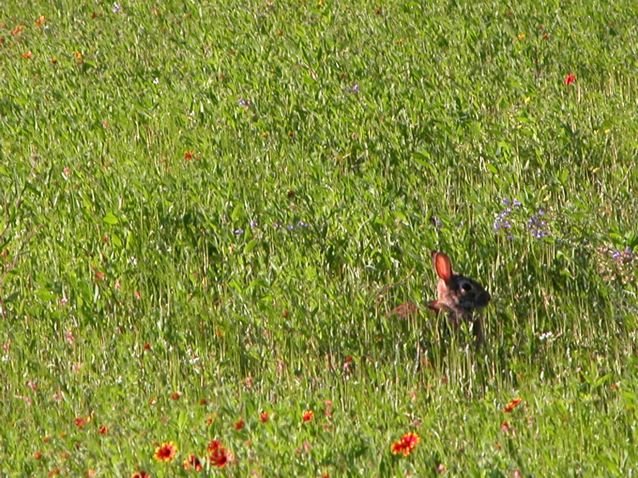  A watchful Cottontail rabbit basks in the sun in a sea of wildflowers at Tandy Hills. 