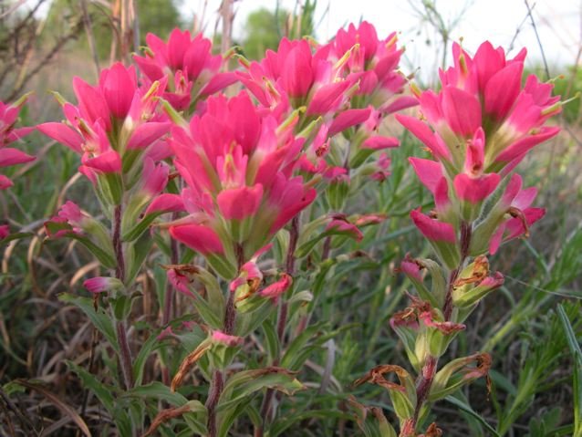 Purple Paintbrush  in an uncommon pink shade for Tandy Hills. The only specimen seen at the park.