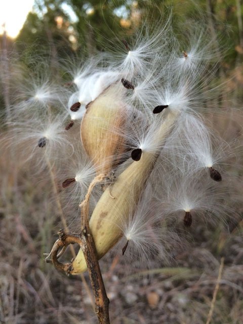  Uncommon and native,&nbsp; Wand Milkweed  