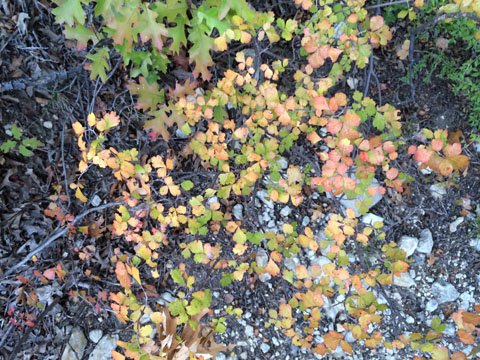  Aromatic Sumac bush 