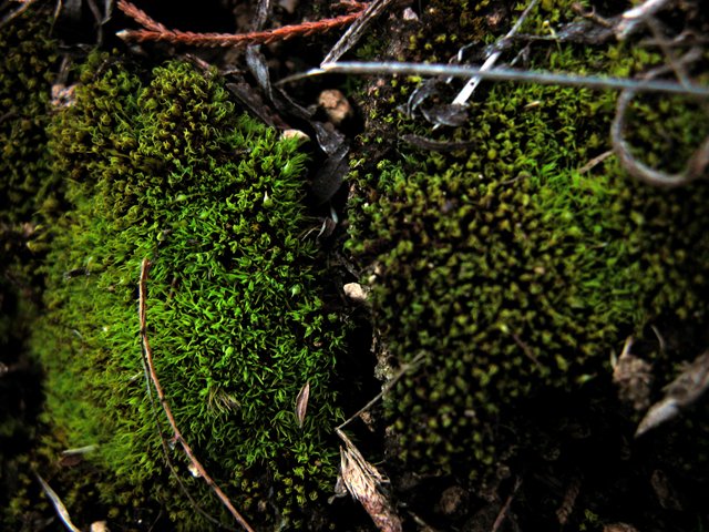  Carpet-like patches of bright green moss are now visible underfoot across the Tandy hills. 