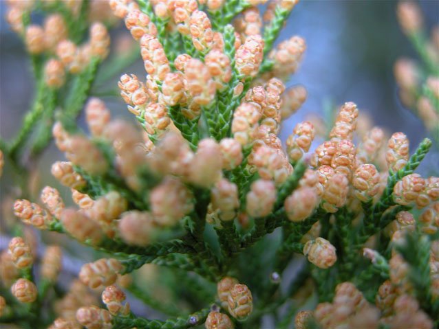  The only thing I despise more than Privet are the pollen-laden cones of the male Ashe Juniper trees (Mountain Cedar) that dot the hills. 
