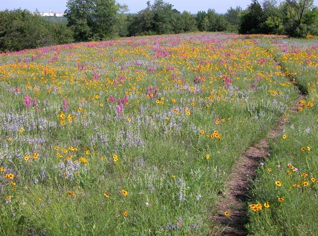  ...the&nbsp; Best Place to See Wildflowers in the Metroplex . 