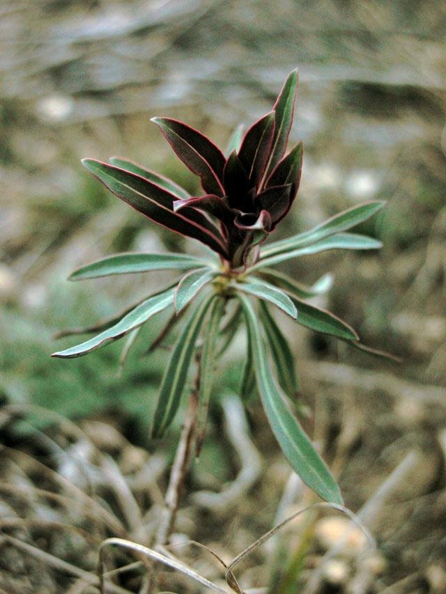  One of the earliest spring sprouts is the sturdy&nbsp; False Gaura &nbsp;which can grow up to 12' tall at Tandy Hills. 