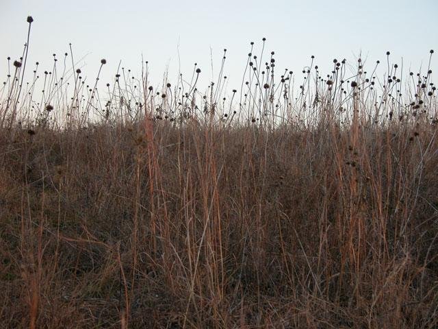  The remains of&nbsp; Purple Coneflower &nbsp;stems and&nbsp; Little Bluestem &nbsp;grass still adorn the winter prairie. 