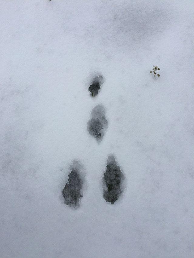  What could have made these snow tracks? 