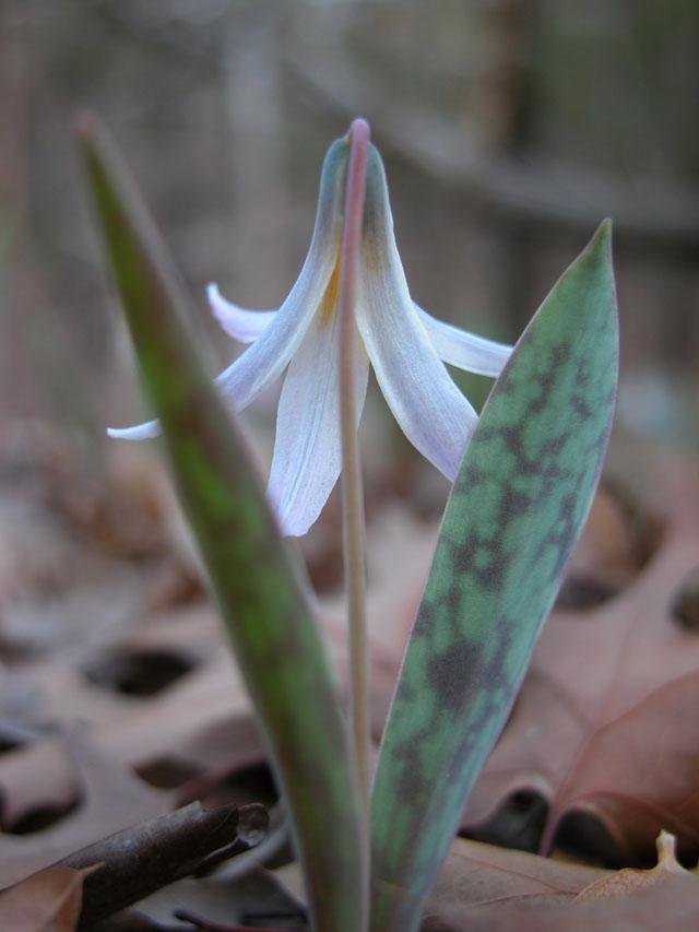  Trout Lily &nbsp;plants are having a better than expected year. 
