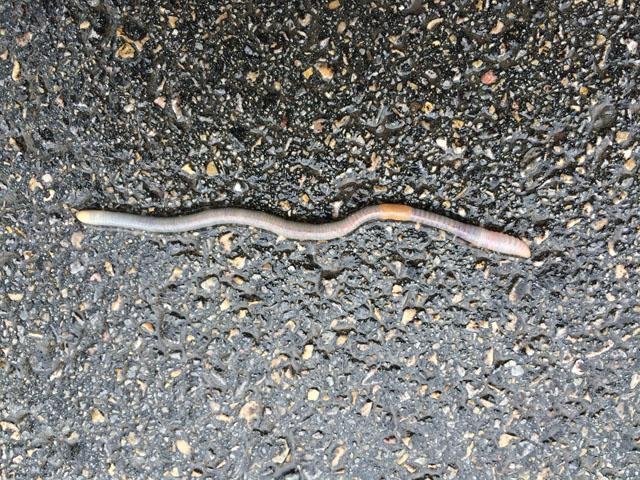  Earthworm in a hurry to the prairie. 