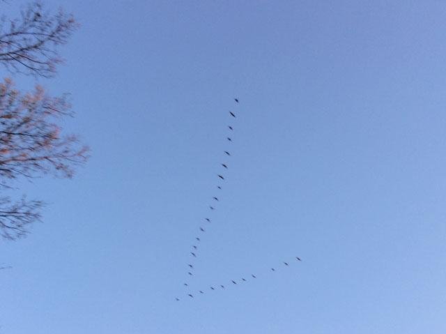  Sandhill Cranes or Canadian Geese? 