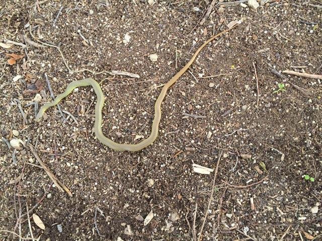   Smooth Green Snake &nbsp;also seen on the Main Trail. (Pic by Greg Hughes) 