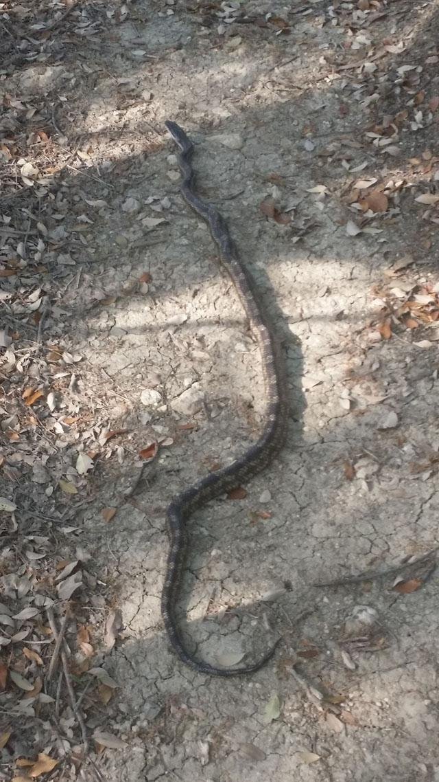  The wet spring has brought out lots of snake reports, including the 6'&nbsp; Rat Snake &nbsp;seen on the Main Trail. (Pic by Bill Yates) 