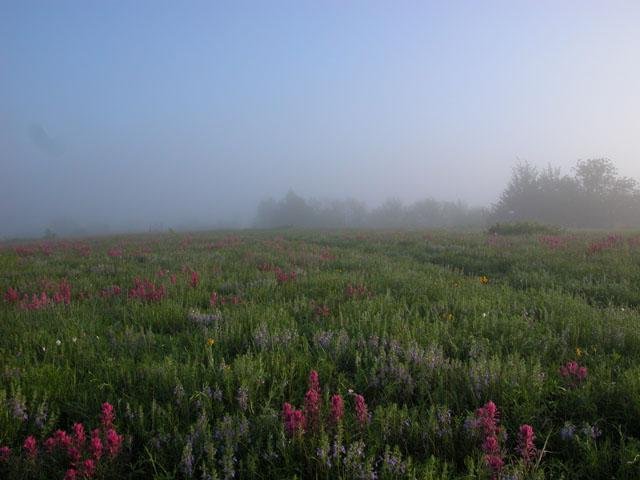  A heavy fog creeped over the prairie on April 18 creating a mystical view. 