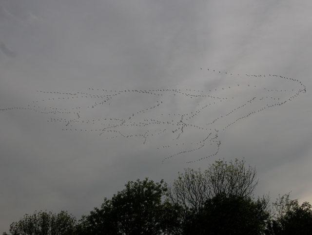 A gigantic flock of birds (cranes?) over Tandy Hills in mid-April. 