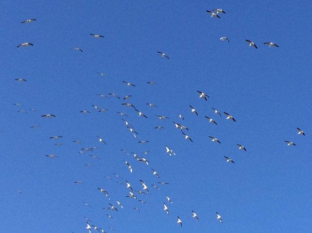  A unified flock of&nbsp; American White Pelicans &nbsp;graced the Tandy Hills on Prairie Fest day. 