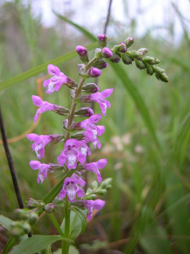   Prairie Brazoria &nbsp;( Warnockia scutellaioids ) 