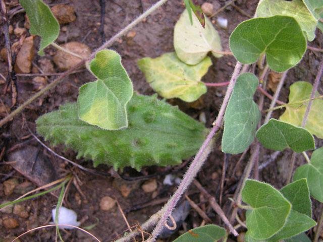   Two-flower&nbsp;Milkvine &nbsp;( Matelea biflora ): Not an actual milkweed but a close relative. Similar seed pods. 