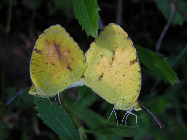 Pas de deux: A pair of&nbsp; Sleepy Orange butterflies &nbsp;" sleeping " together on a bed of&nbsp; Frogfruit &nbsp;( Phyla nodiflora ). 