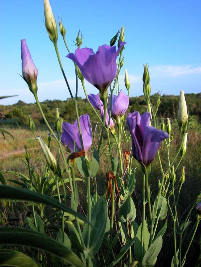  There are&nbsp; Texas Bluebells &nbsp;on the Tandy hills. But I never heard them ringing until there was you. ( Eustoma exaltatum ssp russelianum ) 