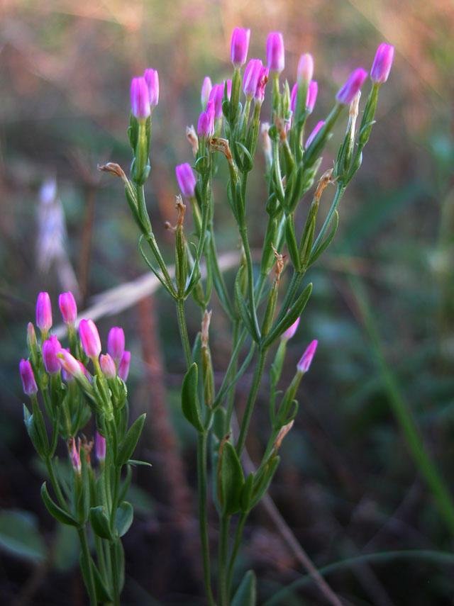   Lady Bird's Centaury &nbsp;( Centaurium texense ) has started showing its tiny yet striking&nbsp;striking pink color. Blooms coming soon. 