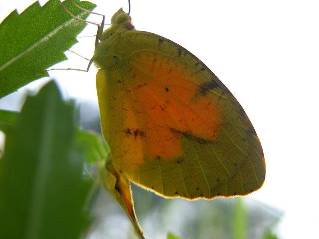  A sun-kissed&nbsp; Sleepy Orange butterfly &nbsp;silently powering up. 