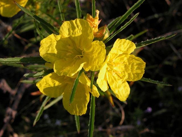   Sundrops &nbsp;( Oenothera berlandieri ) with their crepe-paper-like petals are vigorous bloomers right now. 